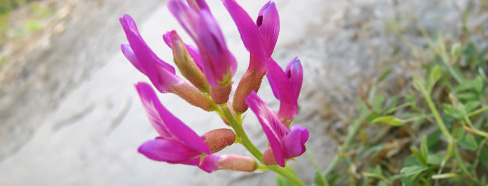 Astragalus